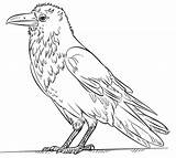 Raven Coloring Drawing Draw Pages Common Step Bird Kids Simple Tutorials Printable Crows Supercoloring Easy Crow Drawings Unique Designlooter Line sketch template