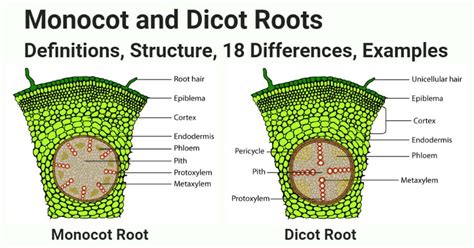monocot  dicot roots structure  differences examples