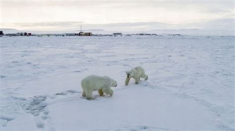 desa  rusia dikuasai beruang kutub warga disarankan cari permukiman