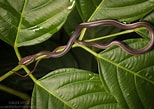 Afbeeldingsresultaten voor Dendrelaphis caudolineatus. Grootte: 154 x 109. Bron: alexhyde.photoshelter.com