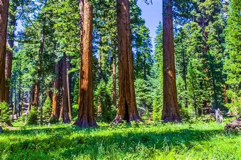 las secuoyas gigantes california estados unidos