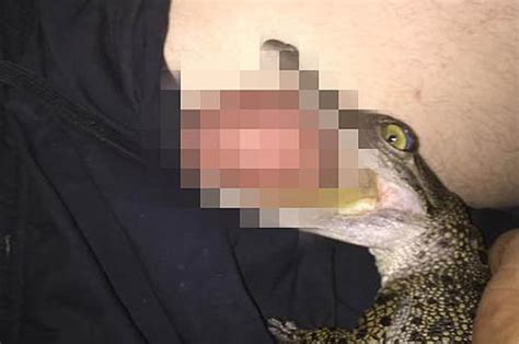 saltwater crocodile bites man s testicle in shocking pic