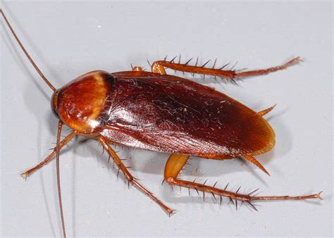 roach control   big economic impact mississippi state university extension service