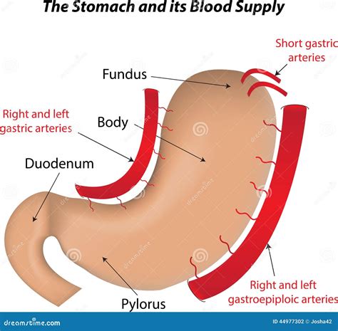 stomach   blood supply stock vector image