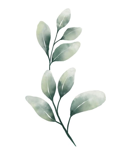 eucalyptus leaf png   png images