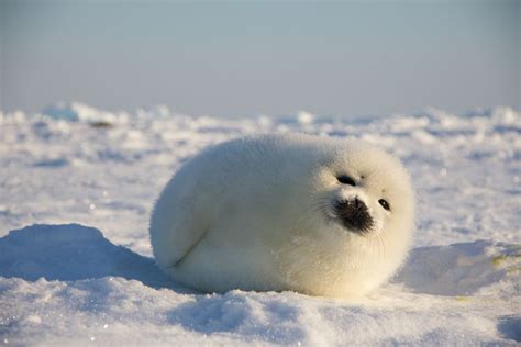 moment    adorable baby harp seals