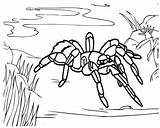 Pages Coloring Tarantula Giant Blue sketch template