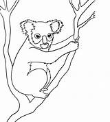 Animals Drawing Australian Rainforest Koala Drawings Endangered Draw Coloring Species Animal Kids Pages Nocturnal Line Step Easy Templates Jungle Bear sketch template