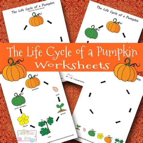 life cycle   pumpkin worksheet itsy bitsy fun