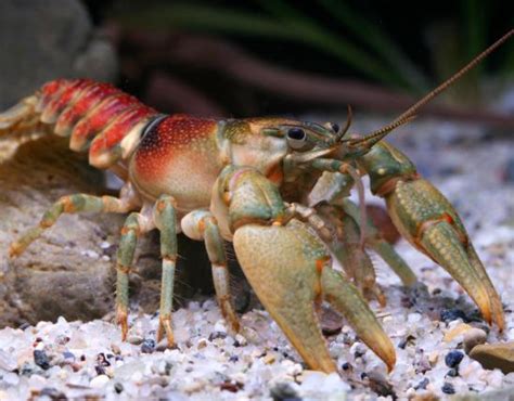 spothanded crayfish missouri department  conservation