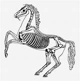 Horse Skeleton Clipart Drawing Skeletal Skull System Bone Svg Giraffe Openclipart Chiropractic Geeksvgs Transparent Running Botw Lynel Oc Animal Drawings sketch template