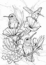 Hummingbird sketch template