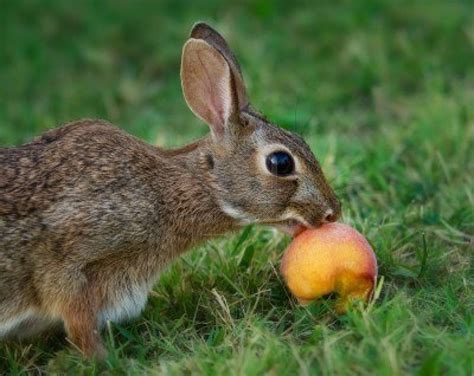 rabbits eat rabbit rabbit eating pet rabbit
