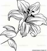 Lily Drawing Flower Lilies Tattoo Flowers Sketch Stargazer Tiger Drawings Outline Daylily Tattoos Coloring Outlines Calla Stock Lilly Draw Vector sketch template