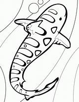 Shark Coloring Pages Leopard Megalodon Printable Clipart Print Tiger Baby Drawing Kids Whale Color Drawings Line Cool Printables Hammerhead Template sketch template