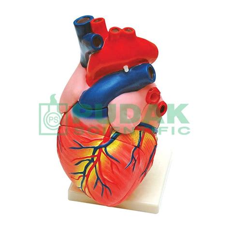 model jantung manusia  ukuran asli plastik toko alat peraga