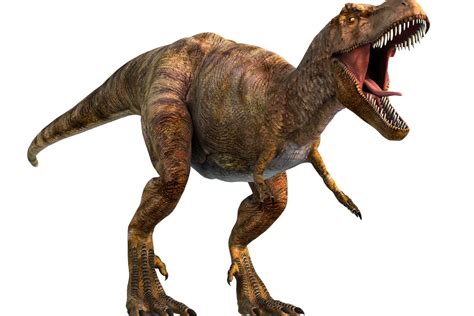 scientists find  evidence  huge  rex style dinosaur  australia