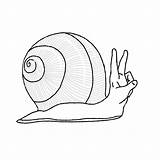 Snail Drawing Getdrawings Realistic Drawings sketch template
