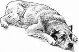 Hond Schets Liggen Shepherd Central Skissa Liggande Illustration Schizzo Menzogne Dogs Pastore sketch template