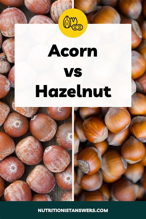 acorn  hazelnut taste nutrition comparison nutritionist answers