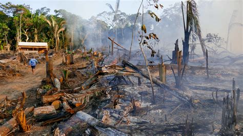 brasilien zerstoerung des amazonas regenwalds dramatisch gestiegen