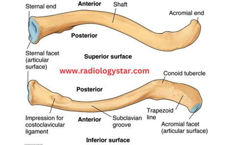 ray anatomy  clavicle bone