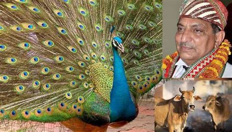 Chaste Peacocks Cosmic Cows Indian Judge Baffles With Theories