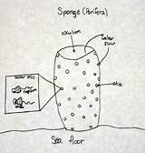 Sponge Structure Porifera Sponges Biology Water Cells Kids sketch template