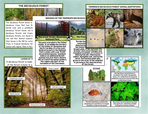 deciduous forest biome nature curriculum  cards