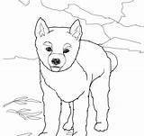 Dingo Coloring Pages Kids sketch template