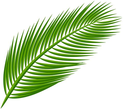 palm tree leaf vector png goimages coast