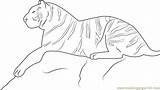Tiger Bengal Coloring Royal Pages Coloringpages101 Tigers Printable sketch template
