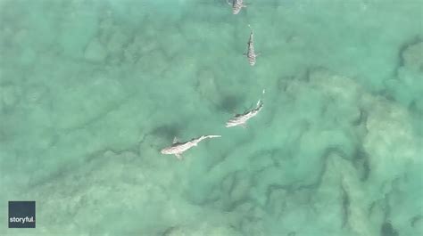 horror footage shows sharks    feet long circling florida shoreline   sinks