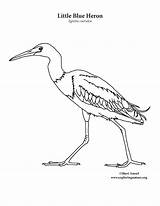 Heron Blue Little Coloring Color Pages Getcolorings sketch template