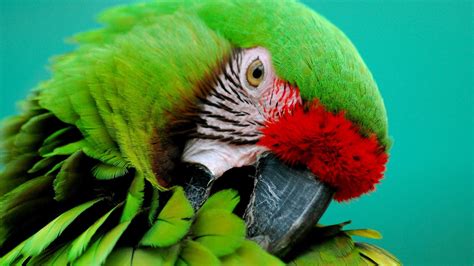 green parrot hd desktop wallpaper widescreen high definition