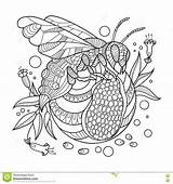 Vector Illustration Wasp Adults Coloring Book sketch template