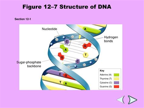 Section 12 1 Dna What Is The Makeup Of A Nucleotide Mugeek Vidalondon