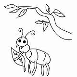Coloring Bug Pages Color Printable Ant Insects Ones Articles Little Will sketch template