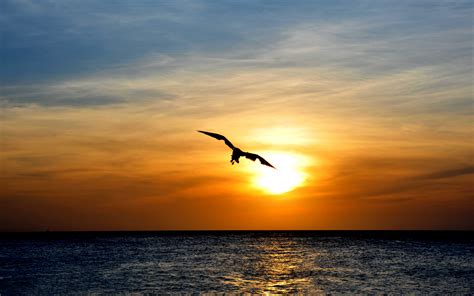 wallpaper bird flying  sea sunset skyline bird flying
