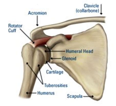 ac joint seperation brisbane knee  shoulder clinic