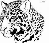 Jaguar Coloring Pages Printable Cheetah Jaguars Color Drawing Face Head Animal Car Jacksonville Drawings Kids Print Stencil Line Big Cheetahs sketch template