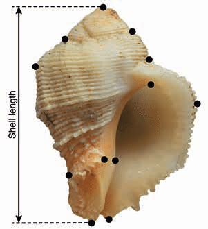 shell length    measure  shells twelve black points  scientific diagram
