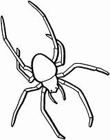 Ragni Beinen Ragno Aranha Langen Insekt Tiere Spinne Trapdoor Malvorlagen Malvorlage Spinnen Colorironline sketch template