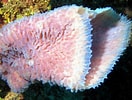 Afbeeldingsresultaten voor "callyspongia Plicifera". Grootte: 132 x 100. Bron: reefguide.org
