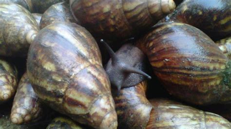 snail farming  ghana    started  prices ghana