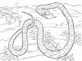 Serpent Corn Ausmalbilder Maus Anaconda Kornnatter Python Colorier Souris Verdaut Tote Reptiles Blés sketch template