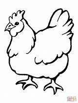 Hen Drawing Line Clipart Coloring Clip Printable sketch template