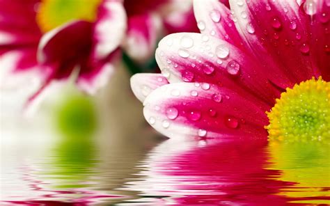 flower reflections wallpapers wallpapers hd