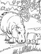 Coloring Pages Hippopotamus Hippo Comments Printable sketch template