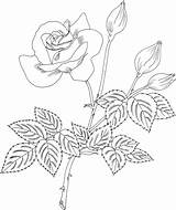 Rose Coloring Cherry Pages Grandiflora Flowers Vanilla Printable Gypsophila Roses Breath Baby Clipart Print Size sketch template